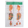 Ear Sticker Acupuncture Kit 600pcs Ear Massage Sticker Acupuncture Model