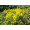 Health Embassy Goldenrod Herb (Solidago virgaurea L) (100g)