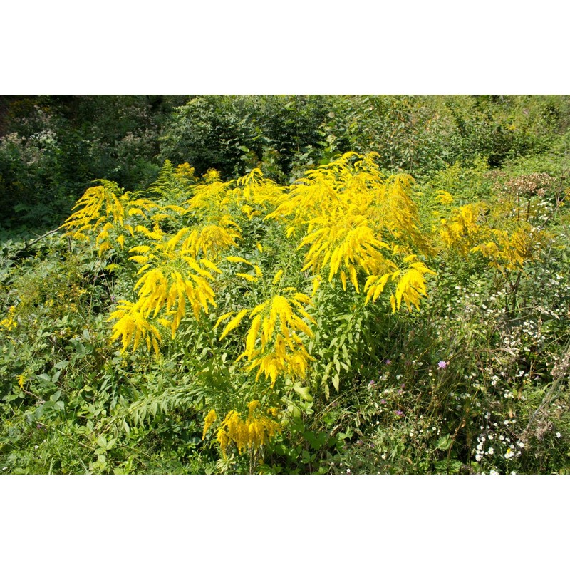 Health Embassy Goldenrod Herb (Solidago virgaurea L) (100g)