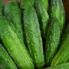Early Fortune Heirloom Cucumber - 25 Seeds - Heirloom &