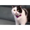 Gyapet Cat Collar with Bow Tie Bell Breakaway Kitten Small