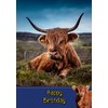 Cow/Highland Cow Birthday Card