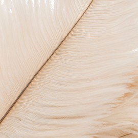 Redecker Ostrich Feather Duster with Varnished Wooden Handle, 19-2/3-Inches, White