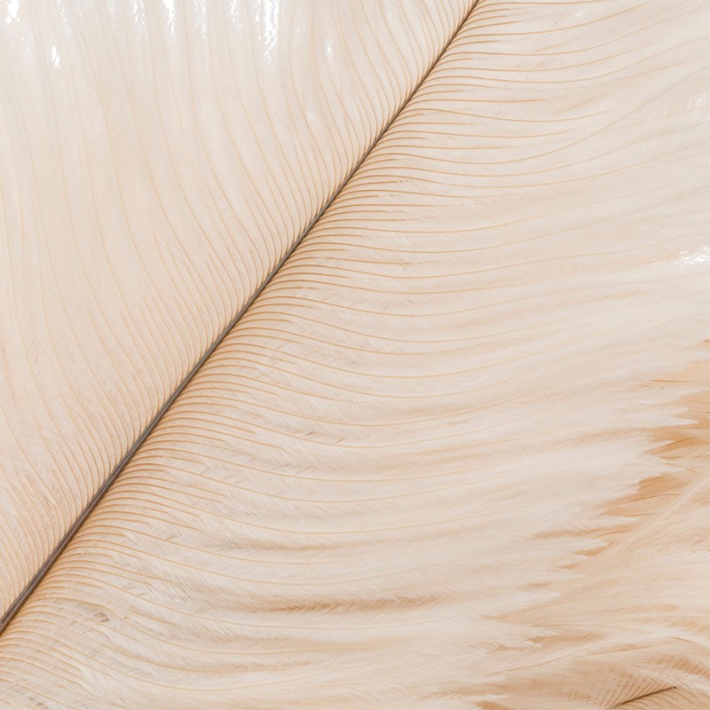 Redecker Ostrich Feather Duster with Varnished Wooden Handle, 19-2/3-Inches, White