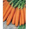 16,000 Scarlet Nantes Carrot Seeds for Planting Heirloom Non-GMO 28+
