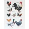Half a Donkey Ducks and Hens Large Cotton Tea Towel