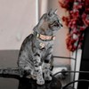 QFEHTHSK Pack of 4 Cat Collars, Cat Collar with Bell,