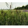 Trees and Twigs Nursery 100 Native Cattail Seeds - Typha