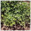 Everwilde Farms - 2000 Creeping Thyme Wildflower Seeds - Gold