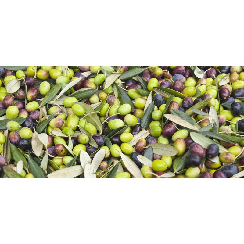 Olive Oil Face Moisturiser - Serenity (125ml)