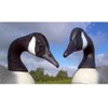 Canada Goose Decoy Head Flocking Kit - 50 Heads