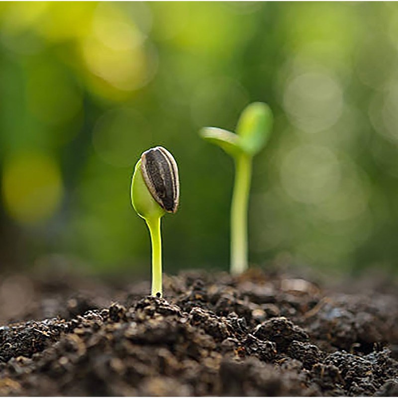 Mexican Sunflower Seeds - Attracts Bees and Butterflies