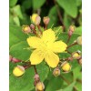 Home-Growth FloralBerry™ Pinot St. John's Wort, Hypericum Inodorum - 100