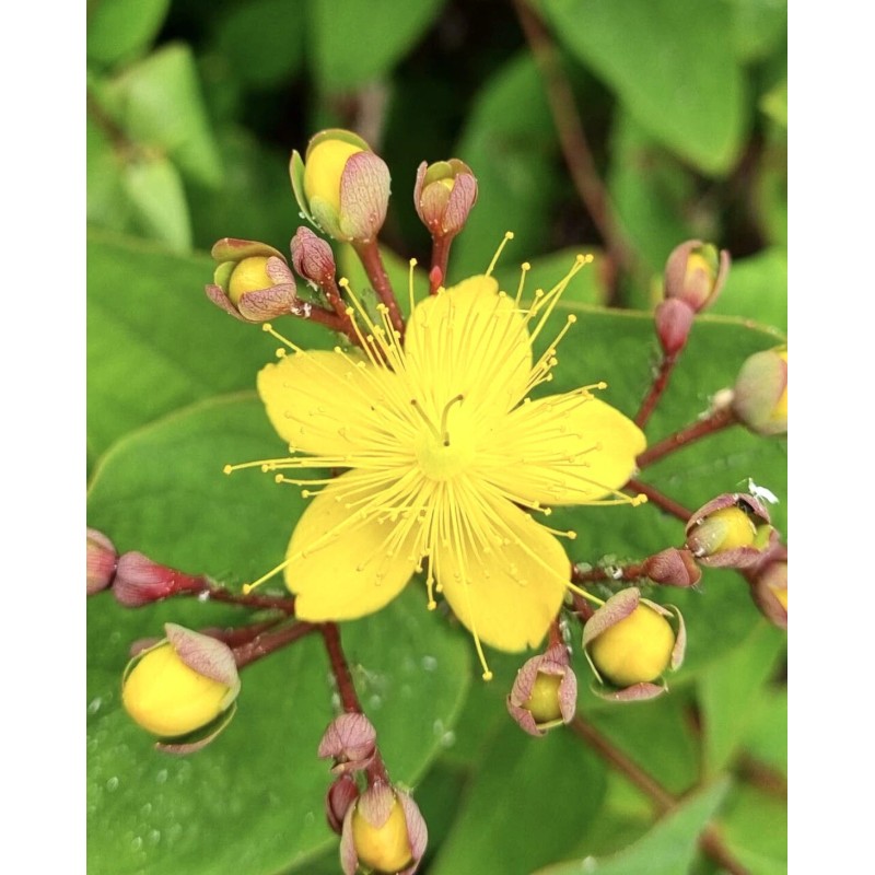 Home-Growth FloralBerry™ Pinot St. John's Wort, Hypericum Inodorum - 100