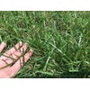 Kentucky 32 Endophyte Free Tall Fescue Grass Seed (1 Lb.)