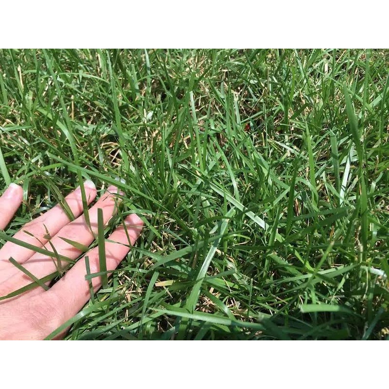 Kentucky 32 Endophyte Free Tall Fescue Grass Seed (1 Lb.)