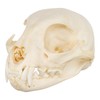 Real Bobcat Skull A Quality