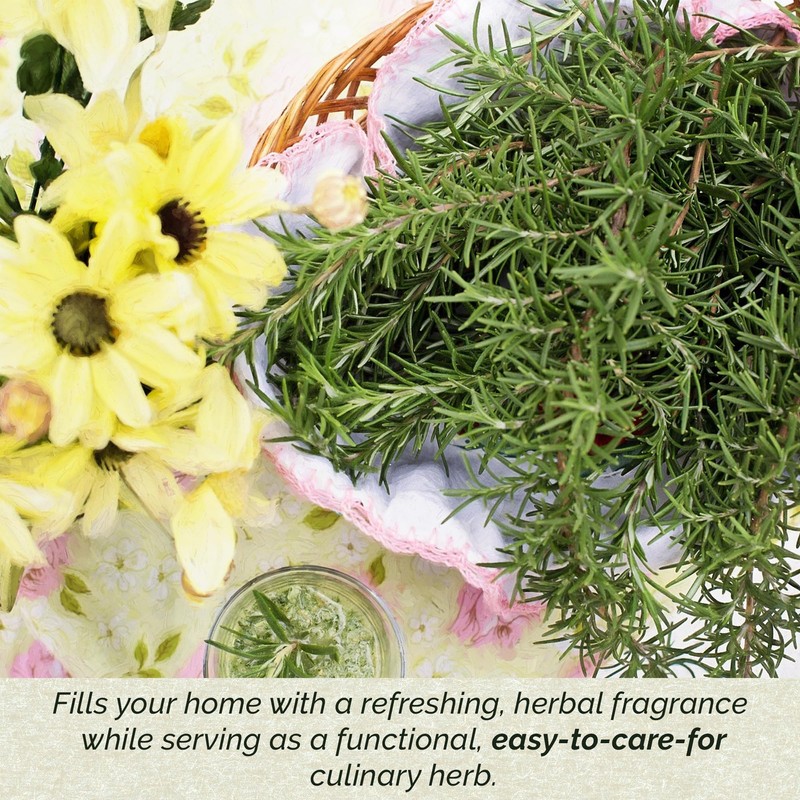 6 Tuscan Blue Rosemary, Live Plants – Rosmarinus Officinalis –