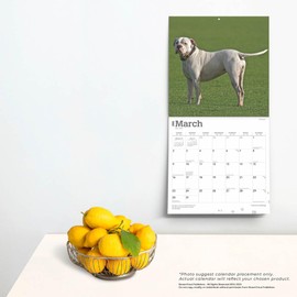 American Bulldogs | 2025 12 x 24 Inch Monthly Square Wall Calendar | BrownTrout | Animals Dog Breeds