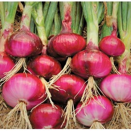 TomorrowSeeds - Ruby Red Onion Seeds - 200+ Count Packet - for 2024 Sweet Long Day Onions Non GMO Open Pollinated Garden Vegetable Green Onions