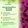 Outsidepride Burgundy Petunia Grandiflora Seeds - 500 Pcs. Annual, Compact