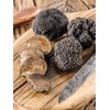 KIRA SEEDS - Black Truffle Mushrooms Spores - Heirloom -