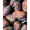 Grano De Cacao Fermentado Orgánico 1 Kg | Santo Cacao