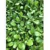 Roots 10 Watercress With Roots Live Plant Aquarium Vegetables Ready