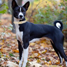 YUDOTE Soft Leather Dog Collar with Safety Quick Release Metal Buckle, Natural Cotton, Padded Faux Leather Collar for Medium Dogs with Sensitive Skin, Cream White