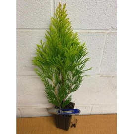 3 Emerald Green Arborvitae 6-12" Tall Live Plants in 4" Pots - Thuja occidentalis