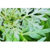 CZ Grain 100 Absinthe Plant Seeds for Planting Common Wormwood