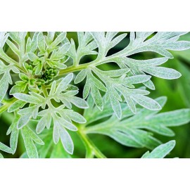 CZ Grain 100 Absinthe Plant Seeds for Planting Common Wormwood Artemisia Absinthe