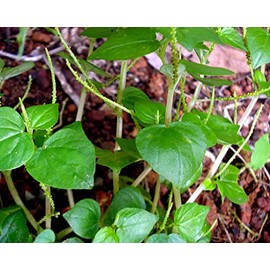5000 Crab Claw Seeds - Rau Cang Cua - Herb Peperomia Pellucida Pansit Pansitan Shiny Bush | Non GMO | Organic | Heirloom | High Germination Rate