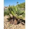 10 Seeds of Mediterranean Fan Palm Tree | European Fan