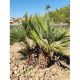 10 Seeds of Mediterranean Fan Palm Tree | European Fan Palm | Chamaerops Humilis