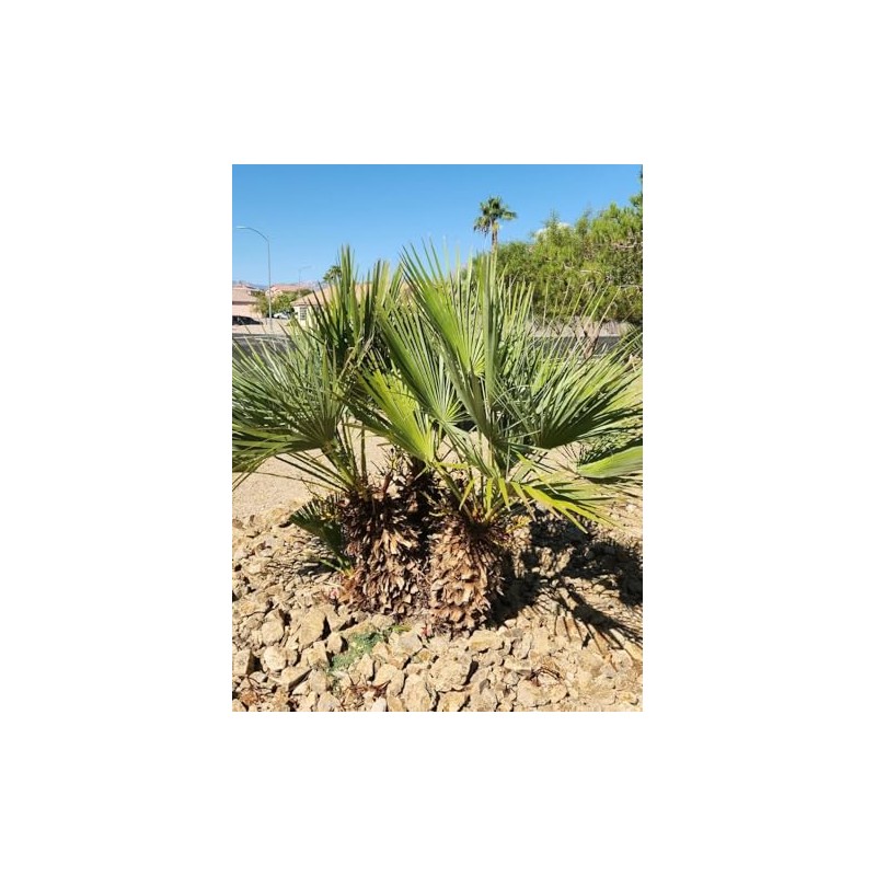 10 Seeds of Mediterranean Fan Palm Tree | European Fan