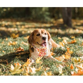 Tunkoo Dog Collar with Pretty Bow Tie Pumpkin and Turkey Pattern - Durable, Adjustable and Stylish Thanksgiving Pet Collar, Available in Small Medium Large, S
