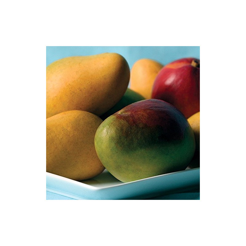 Mangos - 7 lbs - Mangos From the Fruit Company