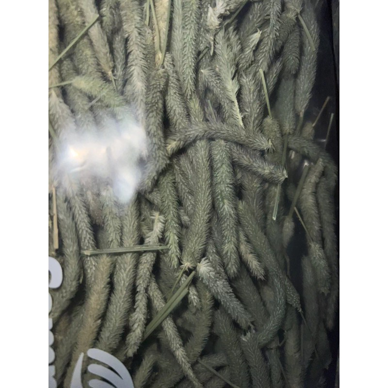 aroura Timothy Hay Heads, Tips, Great Treat For your Small