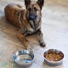 Messy Mutts Stainless Steel Heavy Gauge Bowl with Non-Slip Removable