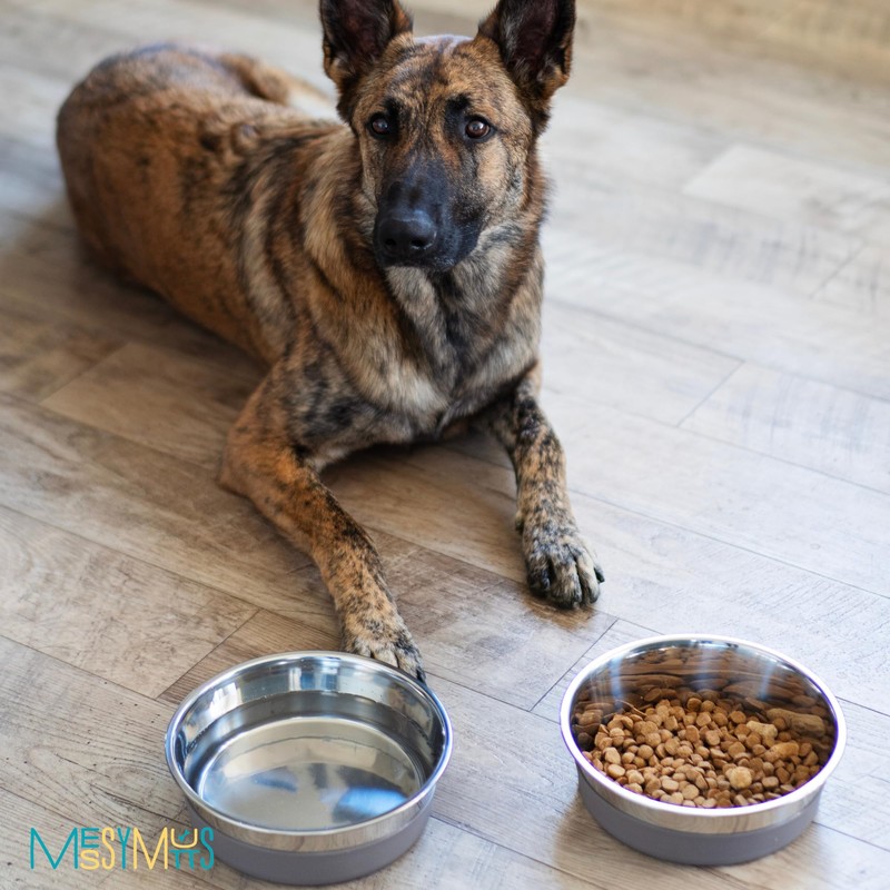 Messy Mutts Stainless Steel Heavy Gauge Bowl with Non-Slip Removable