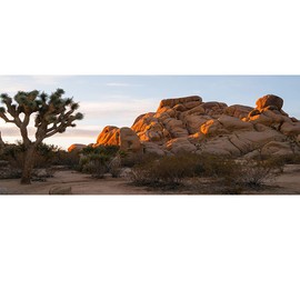 OERJU 36x14 inches Joshua Tree National Park Backdrop Arid Barren Cactus Sandstone Rock Climate Hot Desert Reptile Habitat Natural Photography Background for Terrarium Background Polyester Fabric