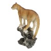 Mountain Lion Cougar Standing On Edge of Snow Capped Rock
