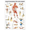 Ruediger Anatomy MIPO82 Strength Training for Base Board, 24 x 34 cm