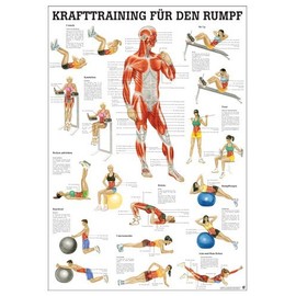 Ruediger Anatomy MIPO82 Strength Training for Base Board, 24 x 34 cm