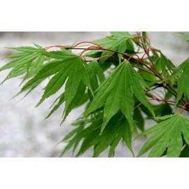 Killarney Japanese Maple 3 - Year Live Plant