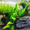 Mainam 2 Different Anubias Nana Java Fern Tropical Freshwater Live