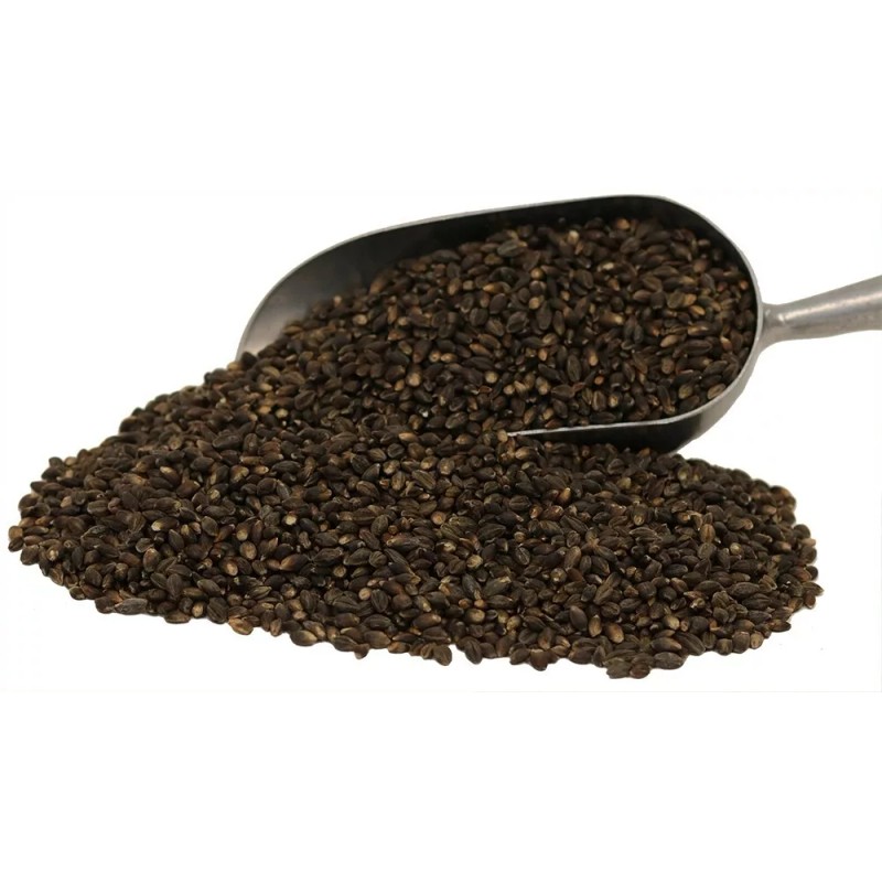 Bench View Farms Organic Black Nile Barley - 3lbs (Pack