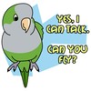 CafePress Can You Fly Quaker Parrot Rectangle Magnet, 3"x2" Refrigerator
