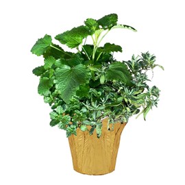 Live Aromatic and Healthy Herb Combo in Deco Cover - Stress Reliever, Combo Includes Lemon Balm, Lavender, and Mint, 12" Tall by 6" Wide in 1.25 Quart Pot